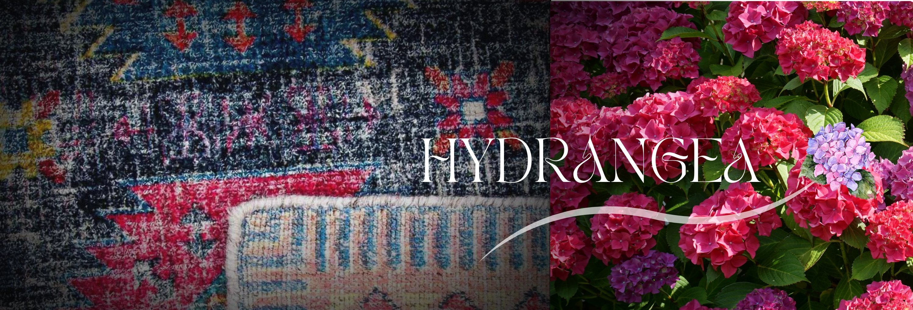 Hydrangea
