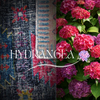 Hydrangea